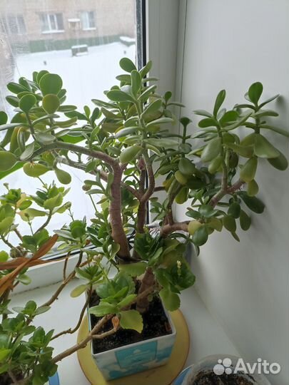 Денежное дерево