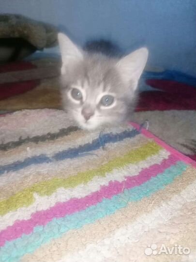 Кошка в дар