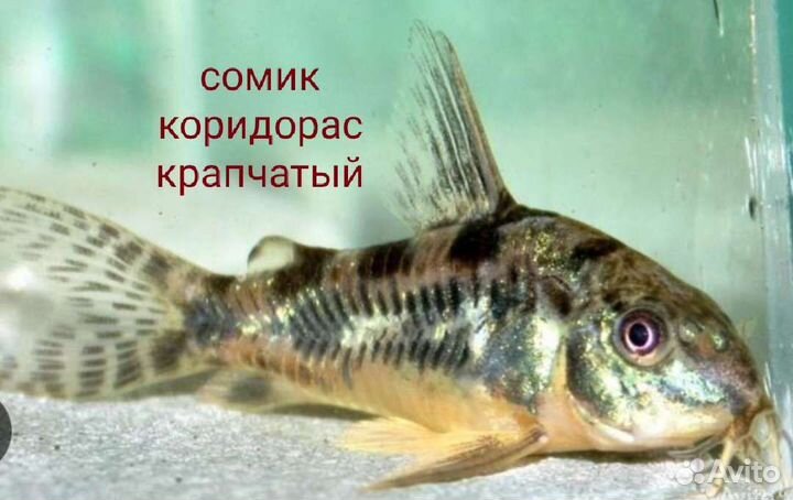 Аквариумные рыбки,растения,улитки,креветки