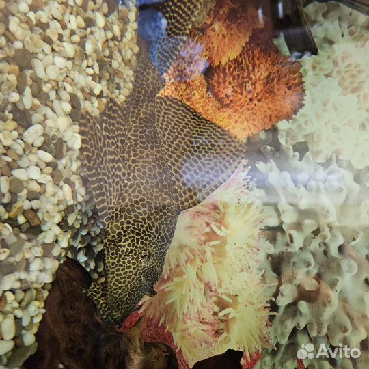 Птеригоплихт парчевый