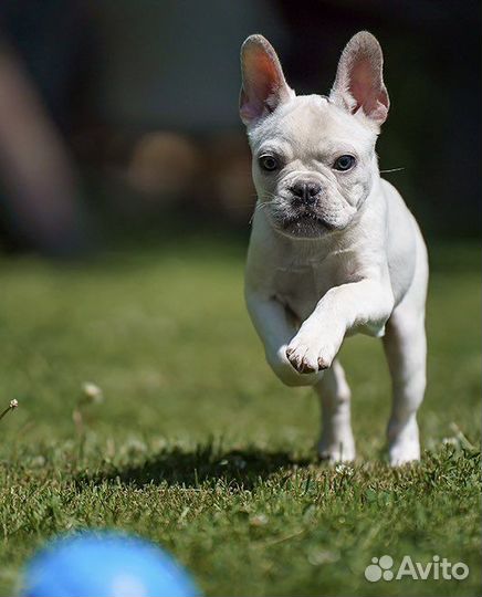 Французский бульдог, девочка