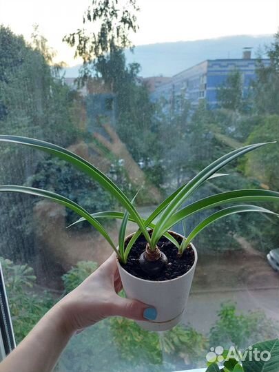 Гиппеаструм