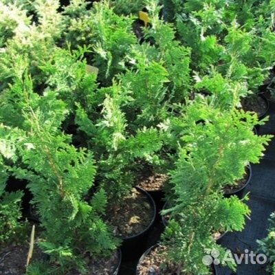 Туя Ауреа Нана Спиралис