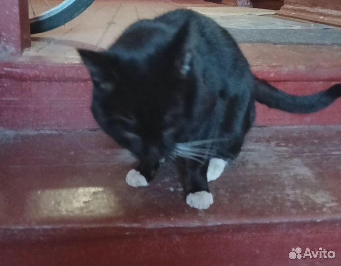 Котик ищет дом или передержку.Умерла хозяйка