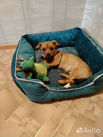 Щенок 4 месяца