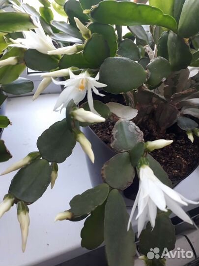 Декабрист, Рипсалидопсис