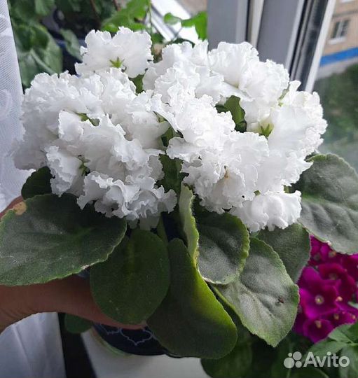 Фиалка Оптима Милления