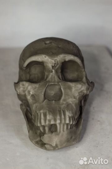 Homo Naledi реплика черепа антропология