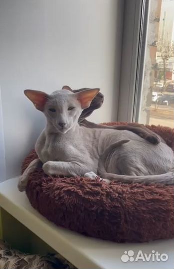 Ориентальный кот на вязку