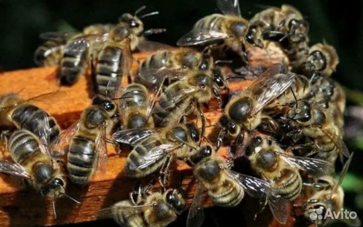 Продам пчел породы Карника