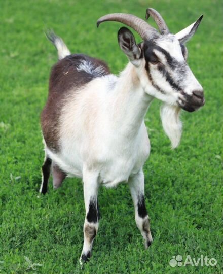 Козы дойные молочные. Есть молодняк