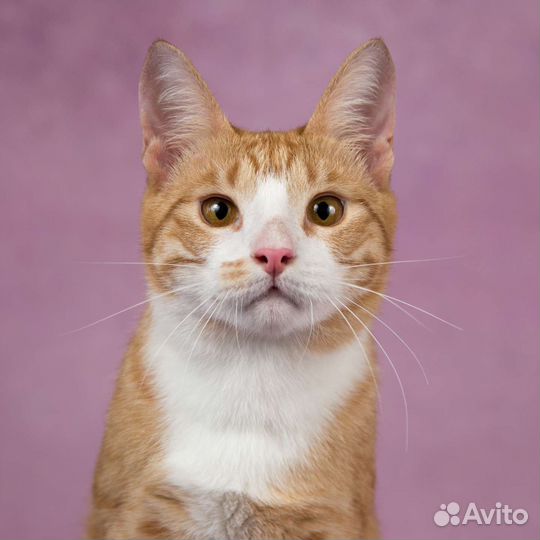 Котик в добрые руки