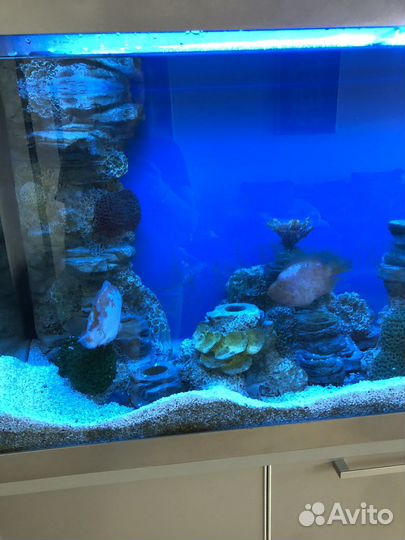 Аквариум