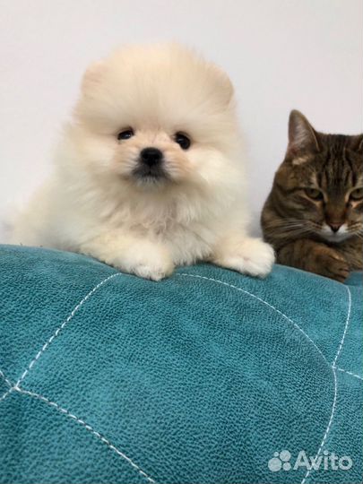 Шпиц Девочки и Мальчики