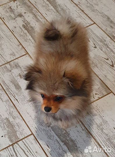 Щенок шпица мальчик