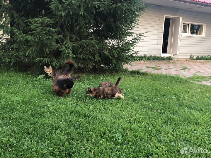 Котята в добрые руки