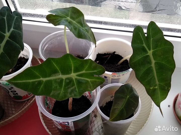 Алоказия Полли