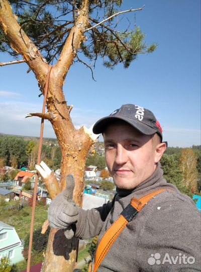 Спил и удаление деревьев любой сложности