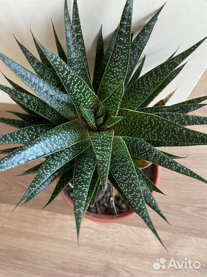 Редкие суккуленты