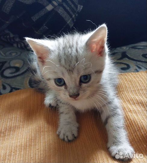 Котята