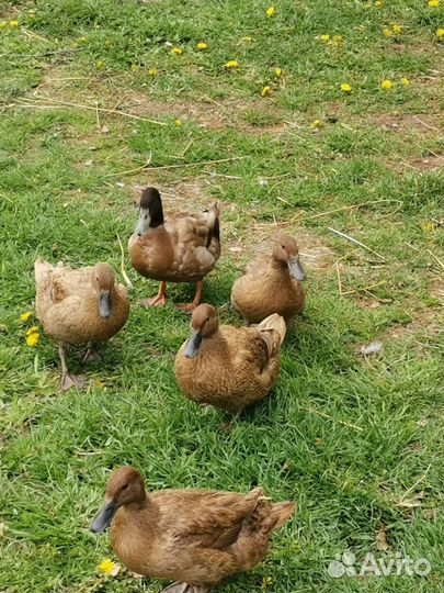 Утки Хаки Кемпел