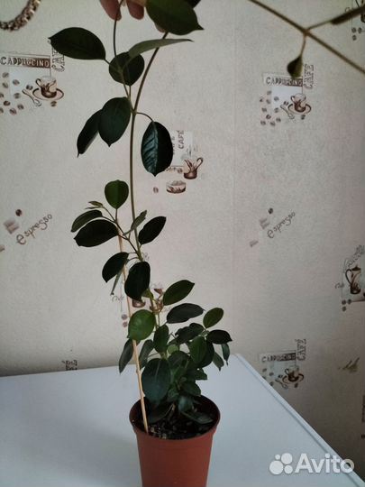 Дипладения / мандевилла