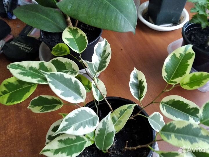 Фикус бенджамина пестролистный