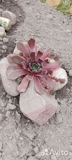 Многолетние цветы