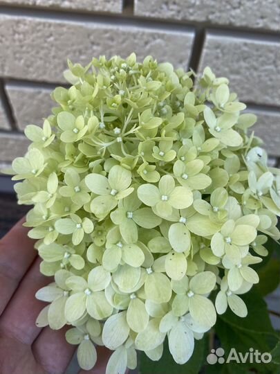 Саженец гортензии 