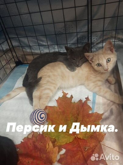 Котята в добрые руки