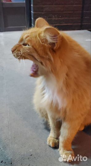 Чья потеряшка