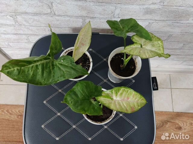 Сингониумы