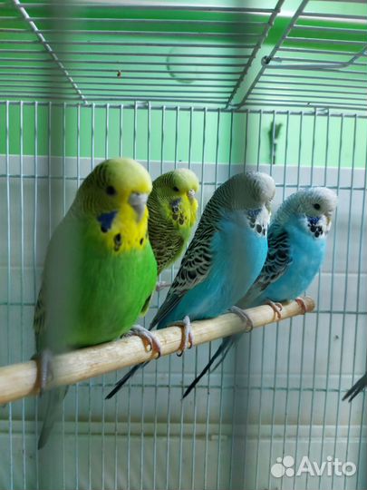 Выставочные попугаи получехи