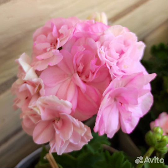 Пеларгония черенок Юв Рапунцель