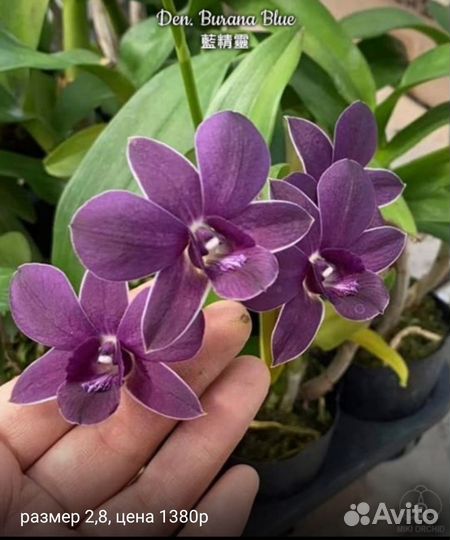 Дендробиум Lake Land, Burana I Blue