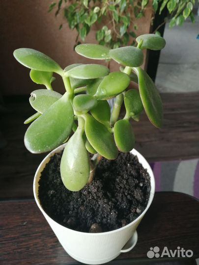 Толстянка растение