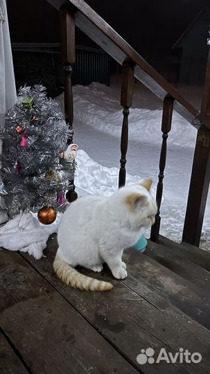 Котик в добрые руки