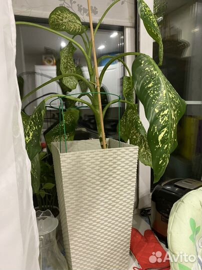 Диффенбахия