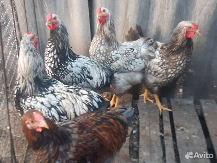 Петухи породистые