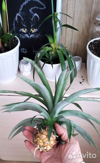 Ананас детки