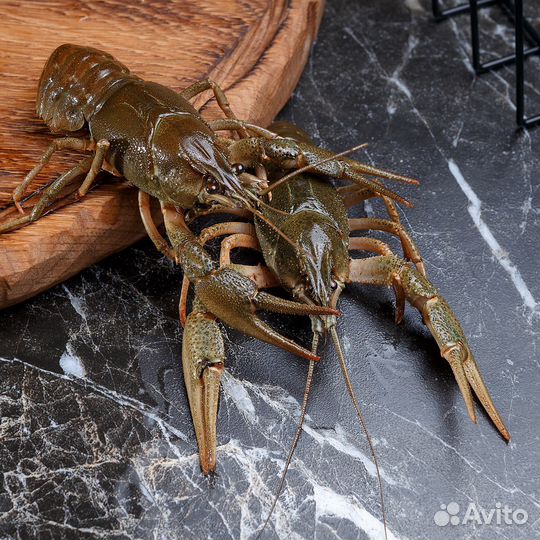 Живые раки с доставкой