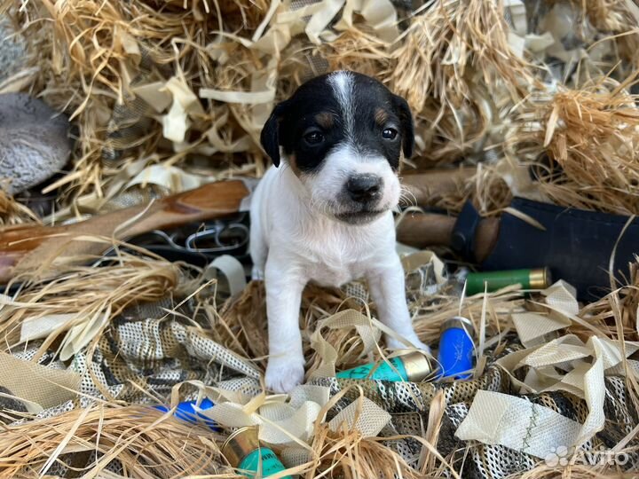 Гладкошерстный фокстерьер