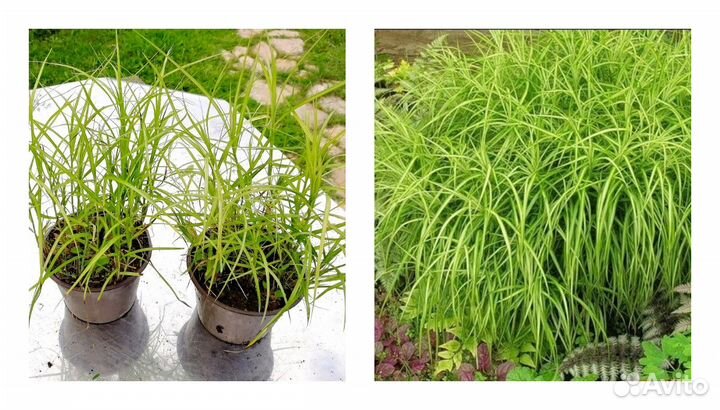 Саженцы растений для украшения участка