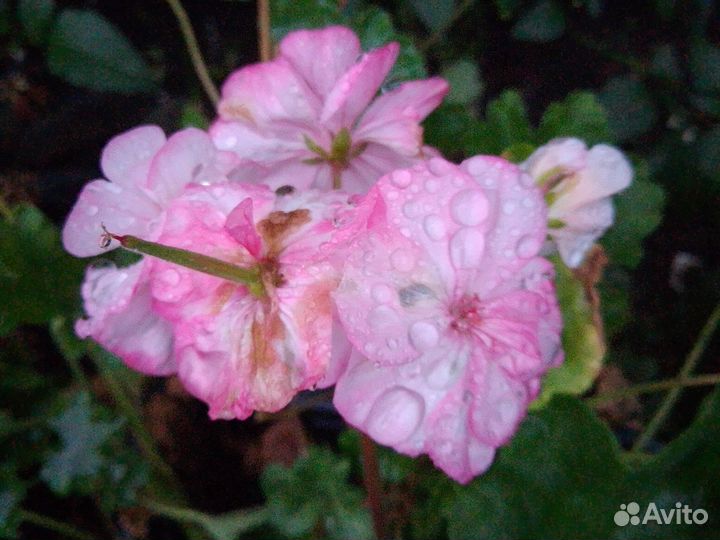 Домашние цветы