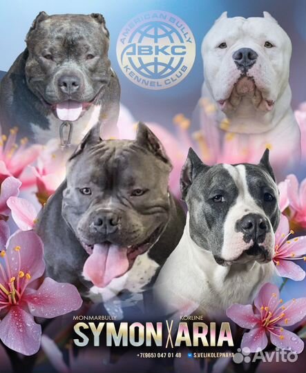 Американский булли классик