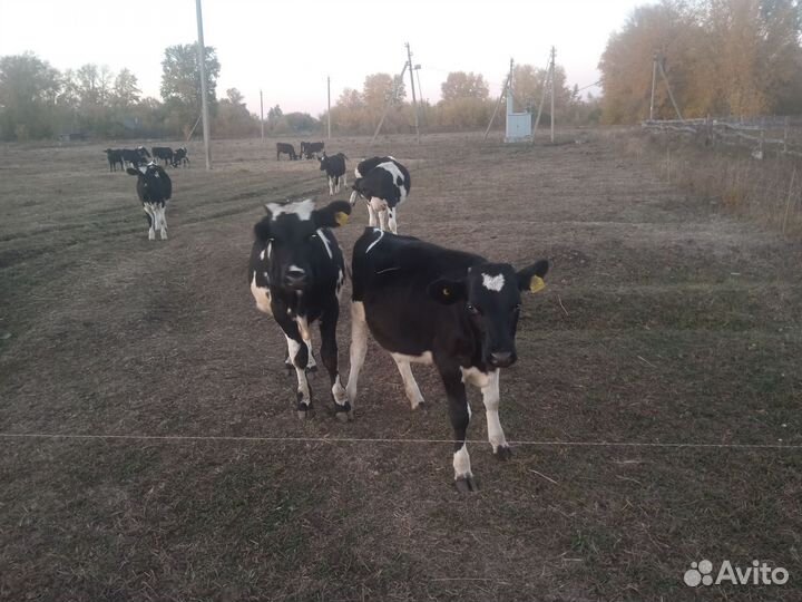 Бычки и телята