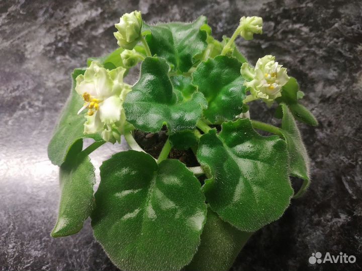 Фиалка цветущая