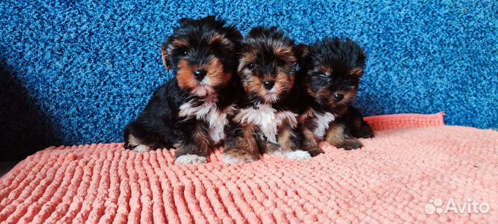 Щенки йорка