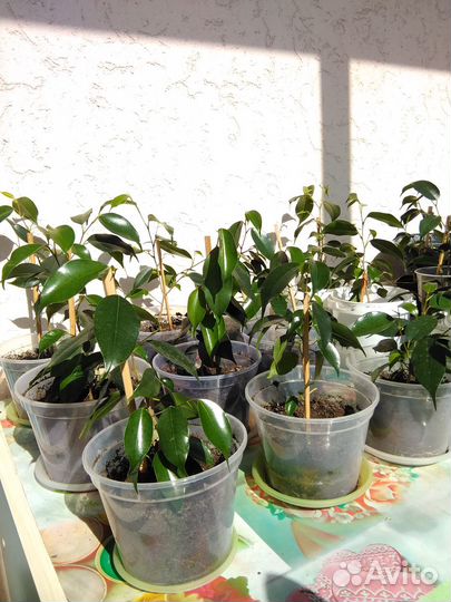 Фикус Бенджамина