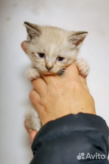 Котенок в дар бесплатно